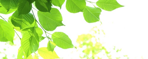 糖煎坊 とうせんぼう販売サイトへ